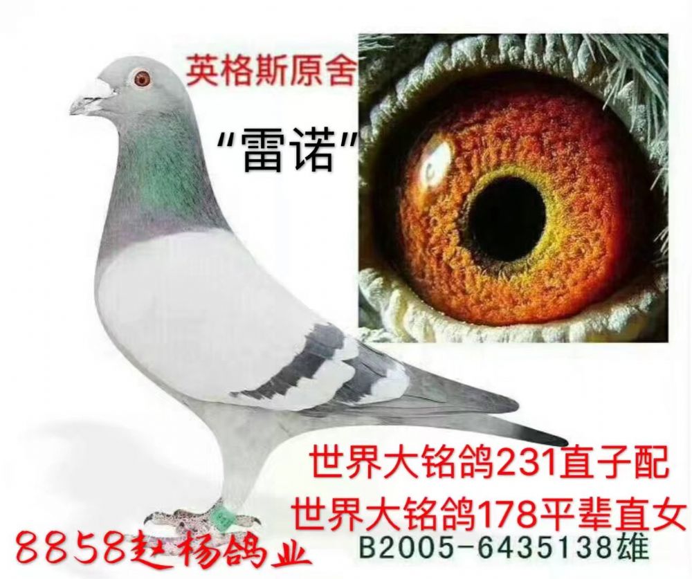 231超級回血種鴿