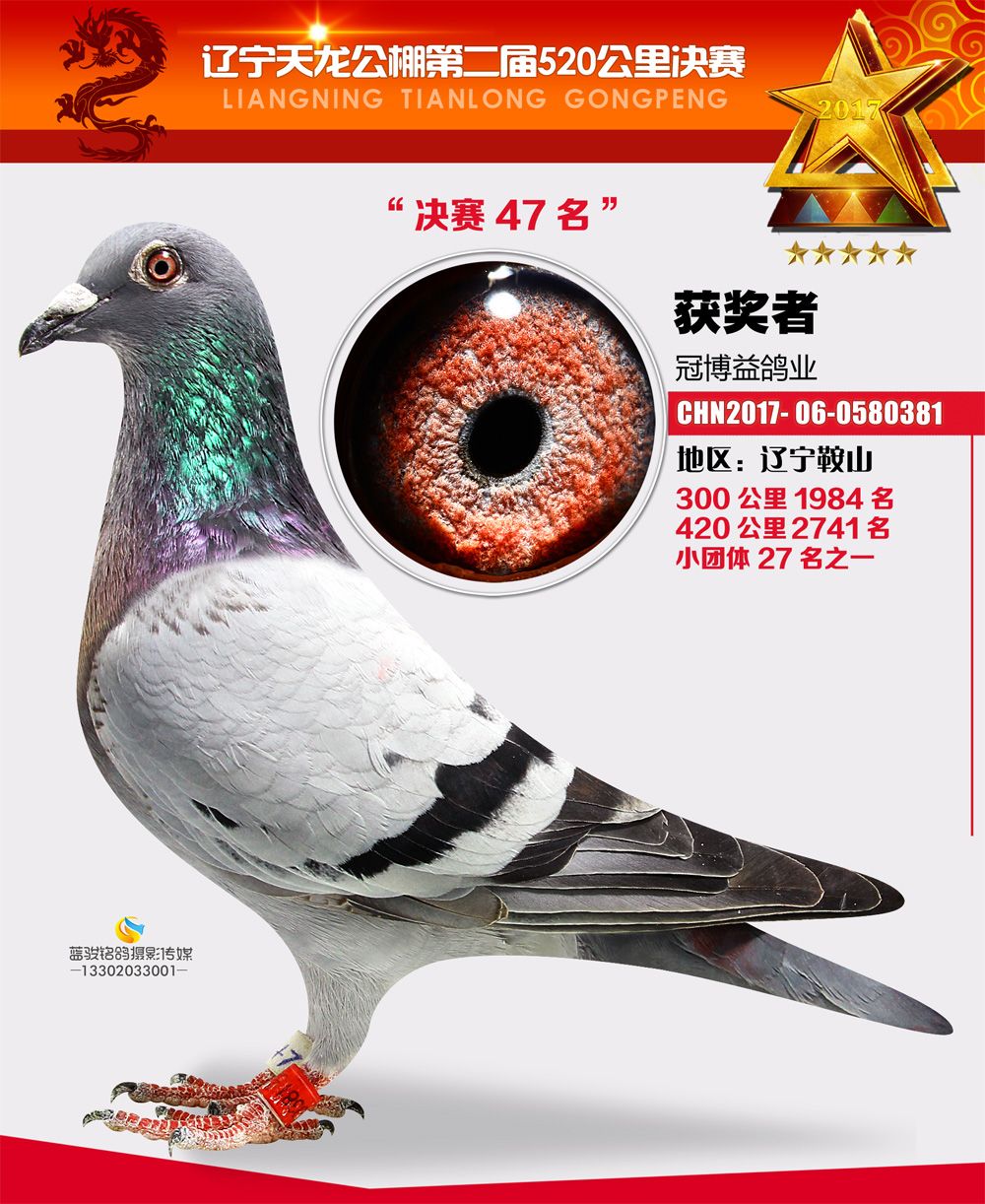 辽宁天龙公棚决赛47名_鞍山冠博益鸽业-中信网爱鸽商城
