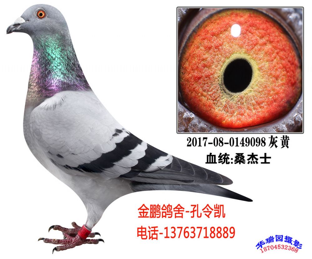 31_金鹏鸽舍孔令凯_ ag188.com爱鸽商城_中国信鸽信息网