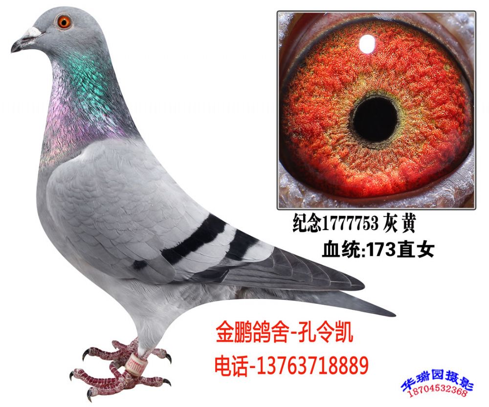 36_金鹏鸽舍孔令凯_ ag188.com爱鸽商城_中国信鸽信息网