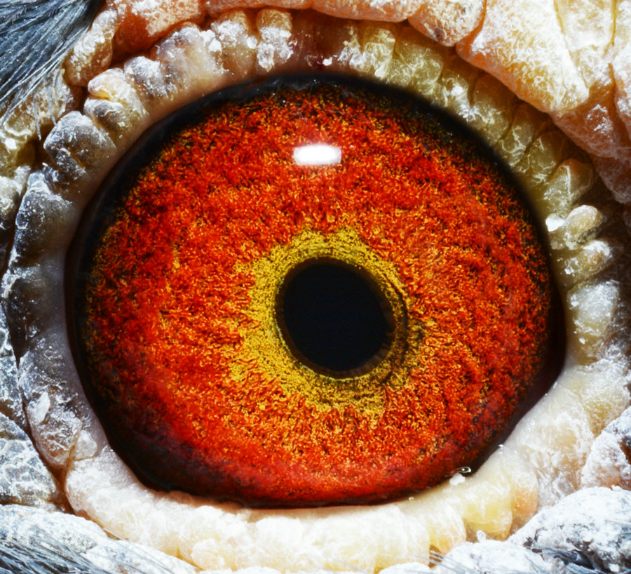 噶斯顿希望号_东北虎赛鸽精英中心-中信网爱鸽商城