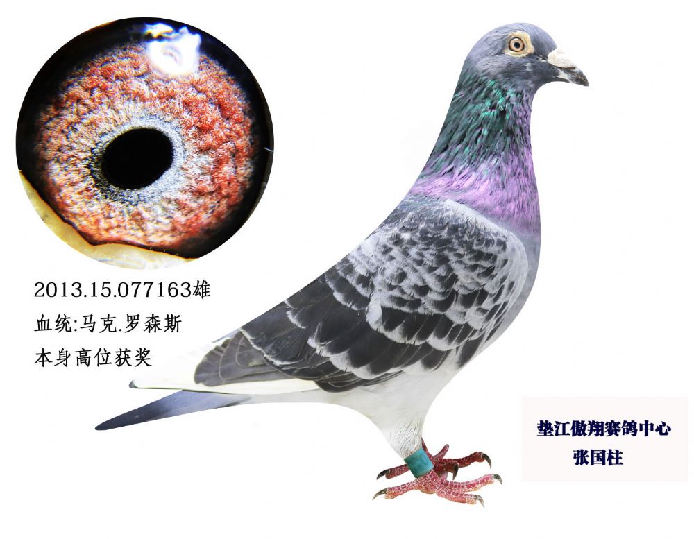 马克罗森斯_重庆市垫江天翔鸽业_ ag188.com爱鸽商城_中国信鸽信息网