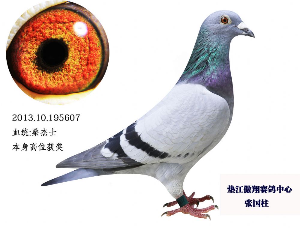 重庆市垫江天翔鸽业