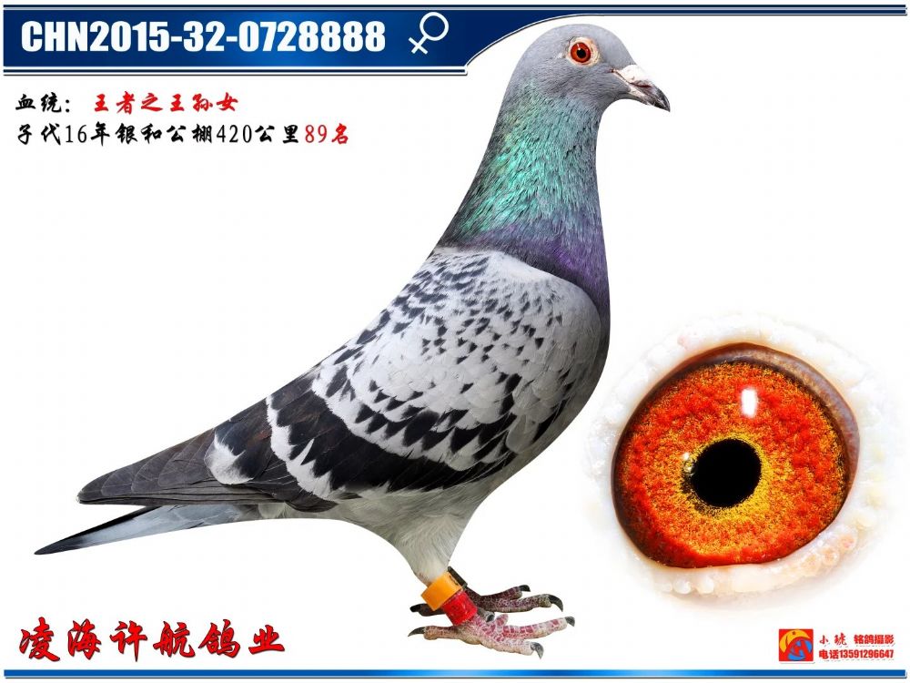 王者之王直孙女