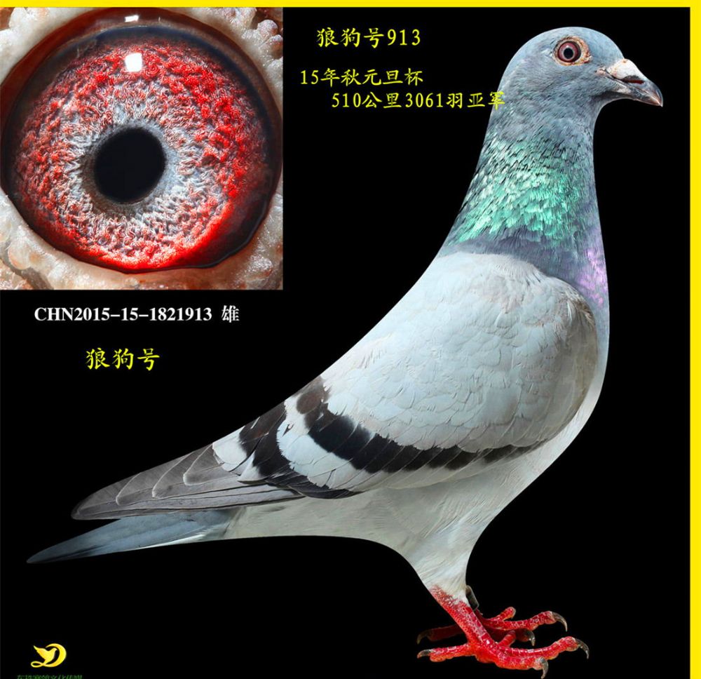 信鸽特征