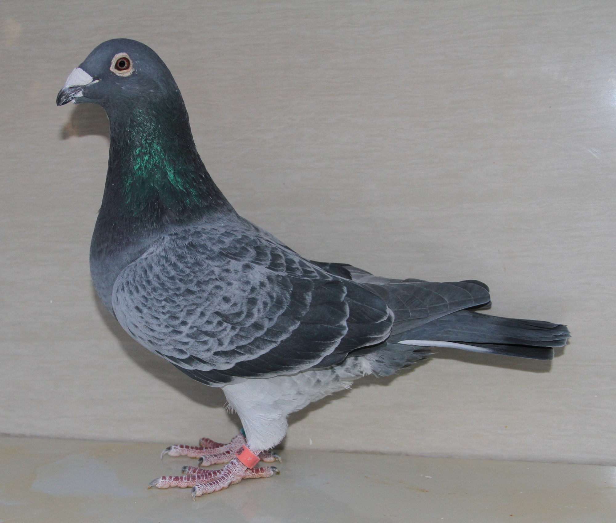 【慕利门军校生】