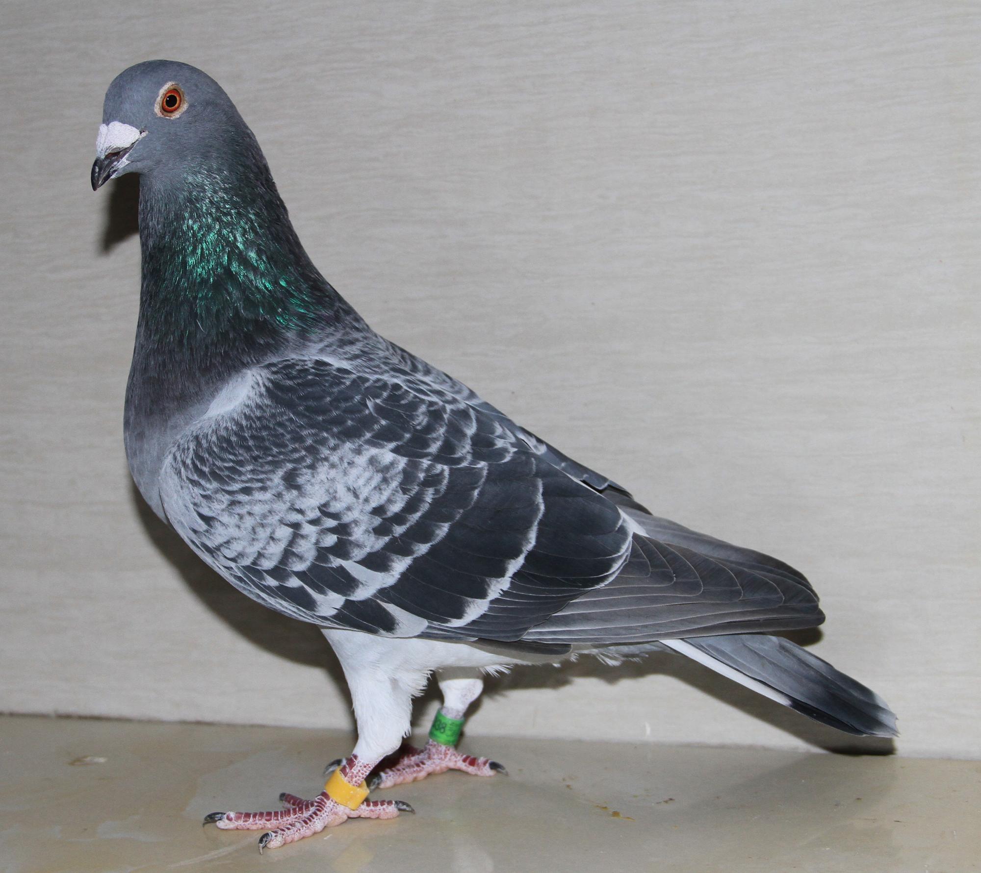 com爱鸽商城_中国信鸽信息网