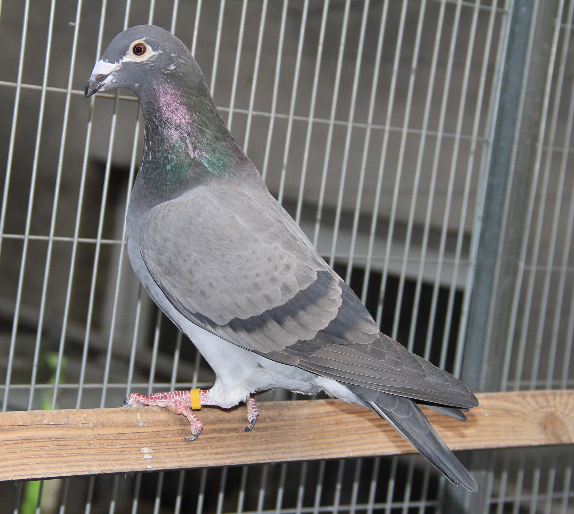 【顶级军校生】_北京巅峰鸽舍-中信网爱鸽商城