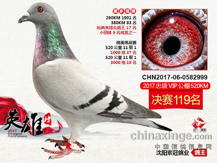 2017忠盛vip119名_沈阳索冠鸽业_ag188.com爱鸽商城_中国信鸽信息网
