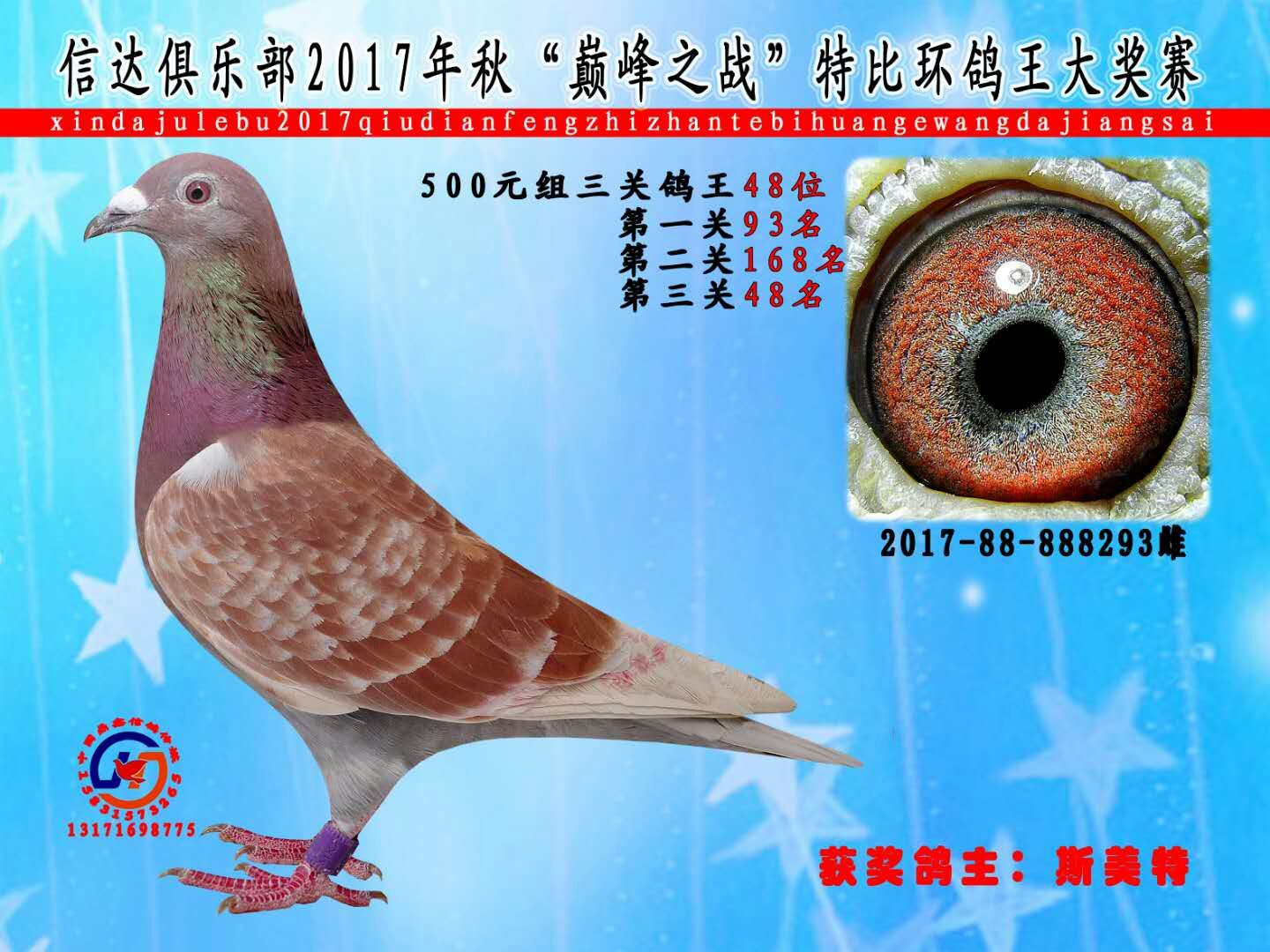 紅狐狸 紅狐293_斯美特鴿舍紅狐族群_ag188.