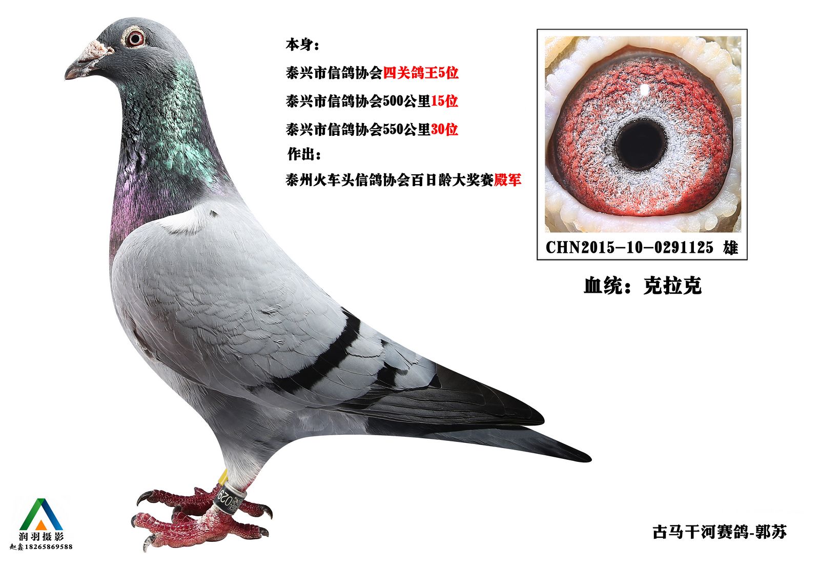 克拉克直子125-江苏古马干河-中信网爱鸽商城