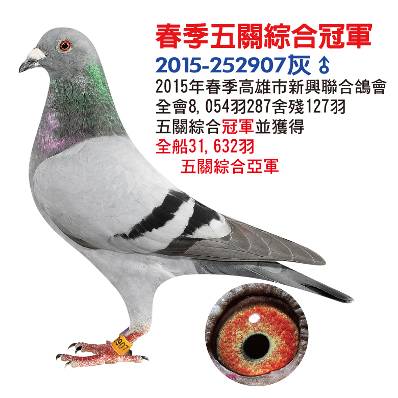 春季五关综合冠军_台湾北极鸽舍_ ag188.com爱鸽商城_中国信鸽信息网