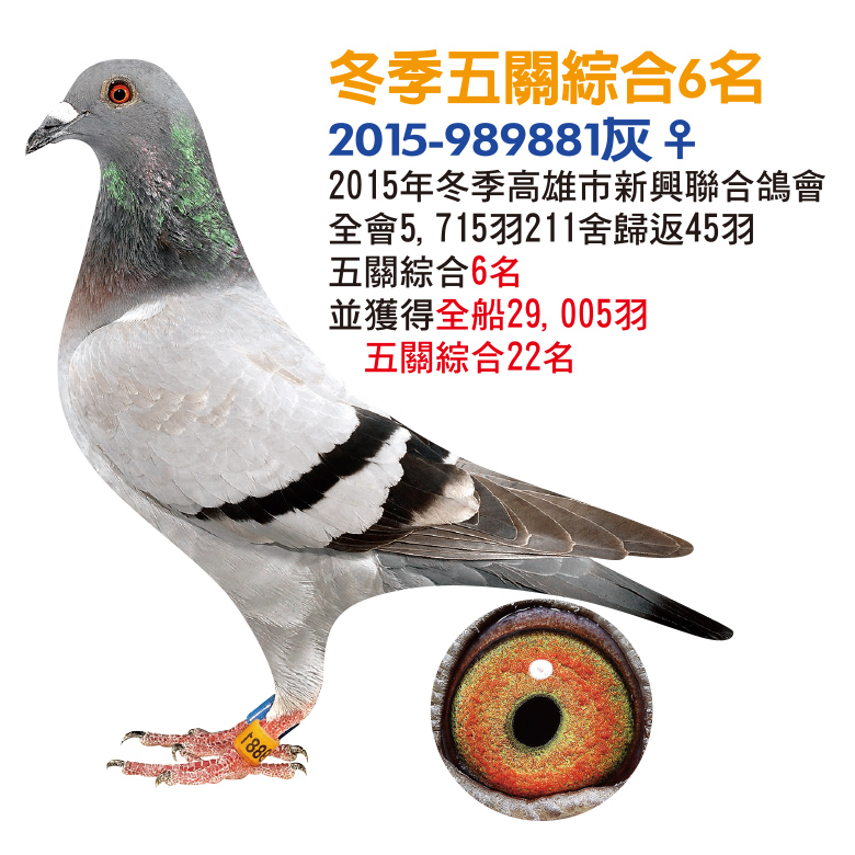 冬季五关综合6名_台湾北极鸽舍_ ag188.com爱鸽商城_中国信鸽信息网
