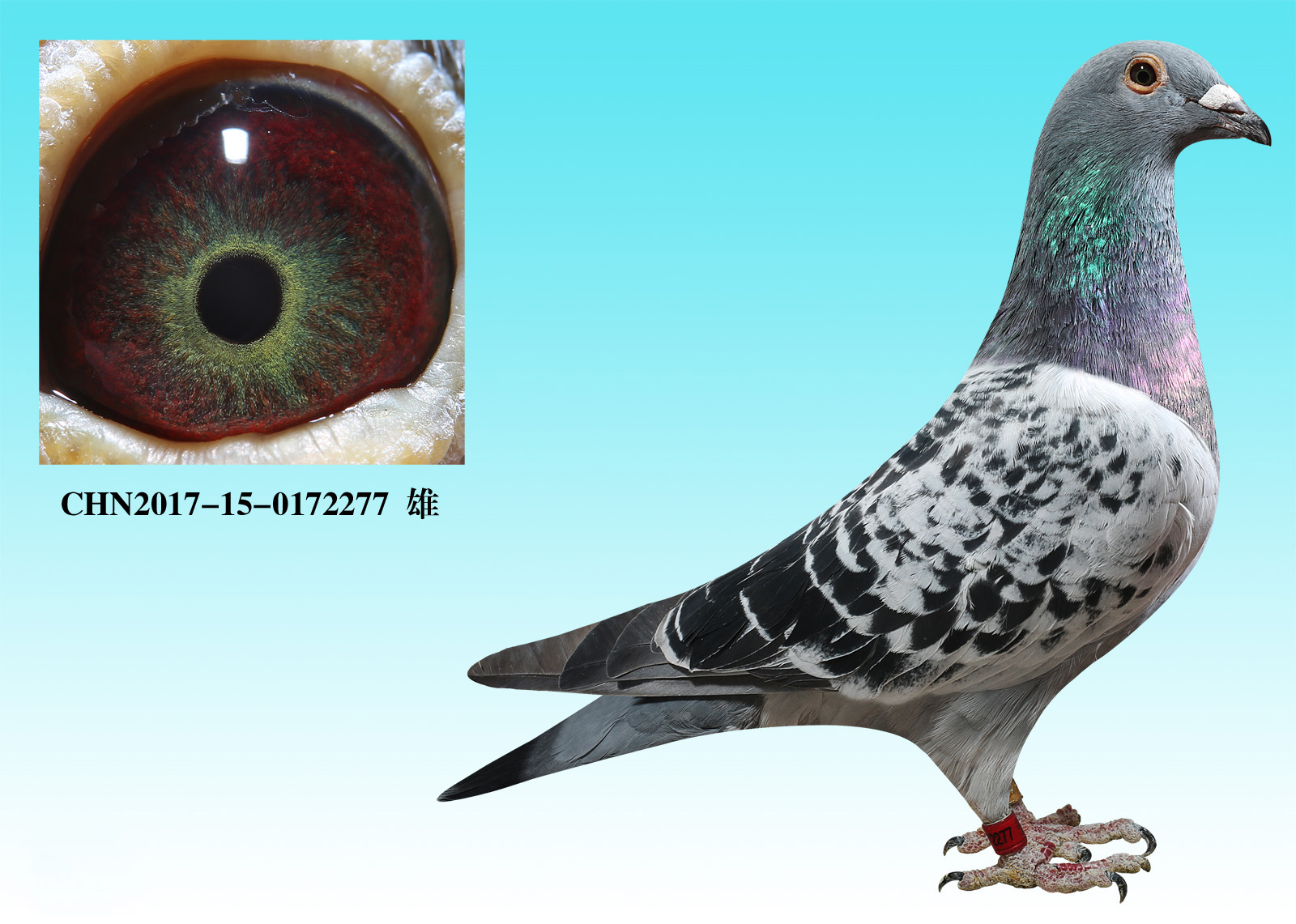 米歇尔贝克原舍(已售)_华夏赛鸽铭血基地_ ag188.