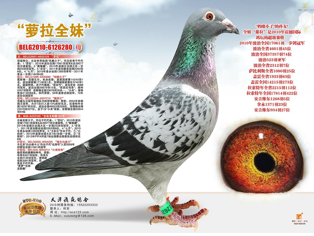 "萝拉全妹"_天津稳赢信鸽文化_ ag188.com爱鸽商城_中国信鸽信息网