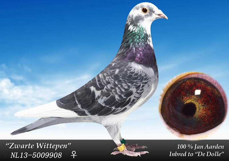 米歇尔 杨阿腾中长距离霸主