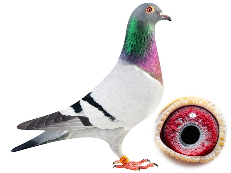 belg2014-6306547_天津稳赢信鸽文化-中信网爱鸽商城