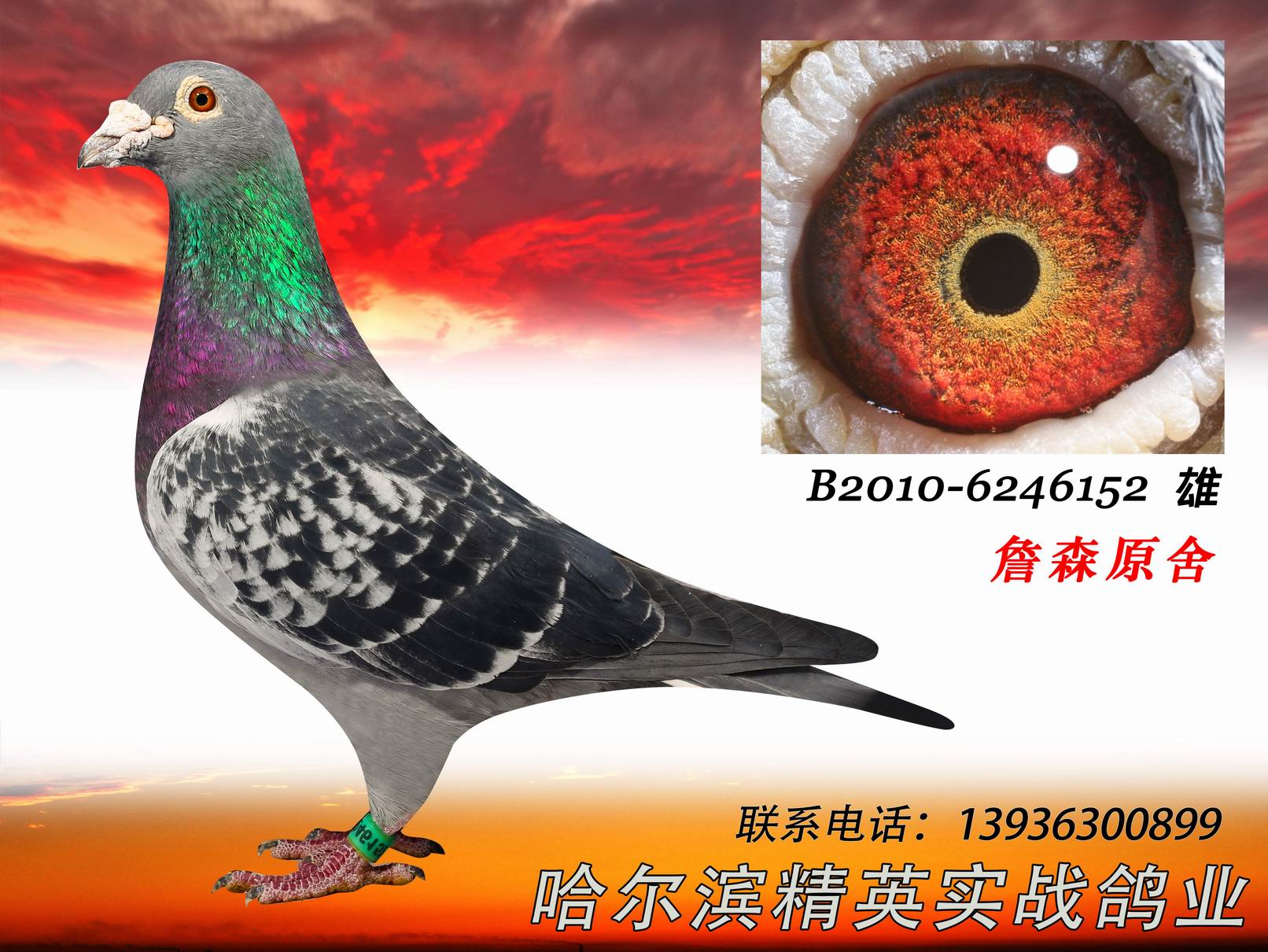 詹森原舍麦克斯.019