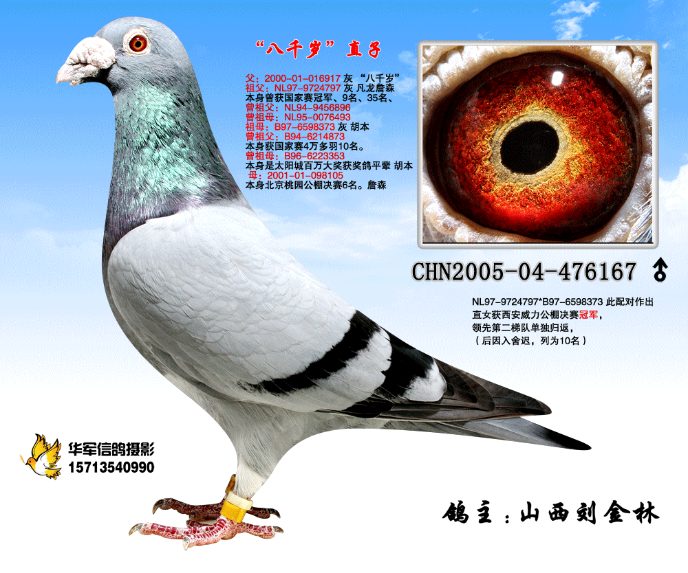 "八千岁"直子_山西刘金林_ag188.com爱鸽商城_中国信鸽信息网