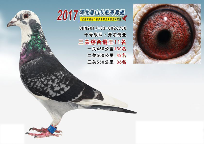 17年秋長勝寄養棚三關綜合鴿王11名_唐山開爾鴿業_ ag188.