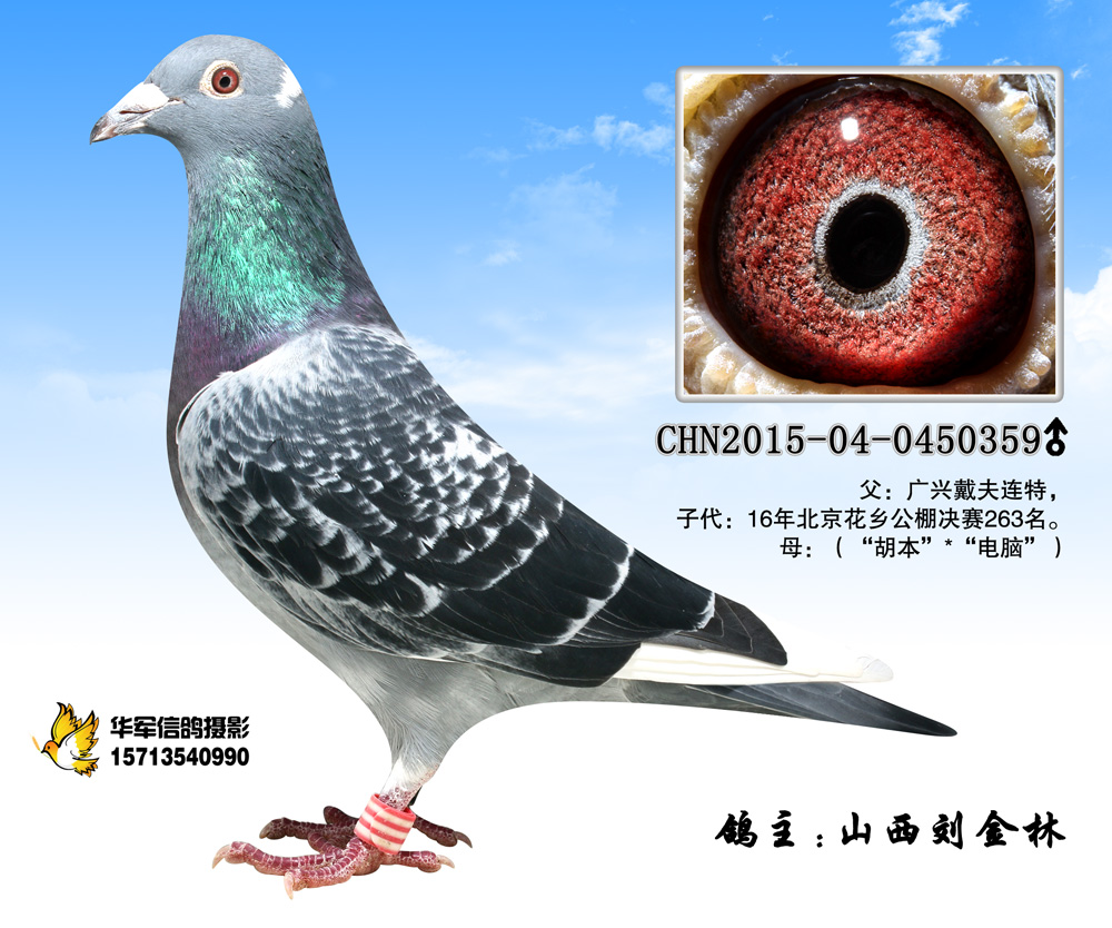 花乡公棚决赛263名之父-山西刘金林-中信网爱鸽商城