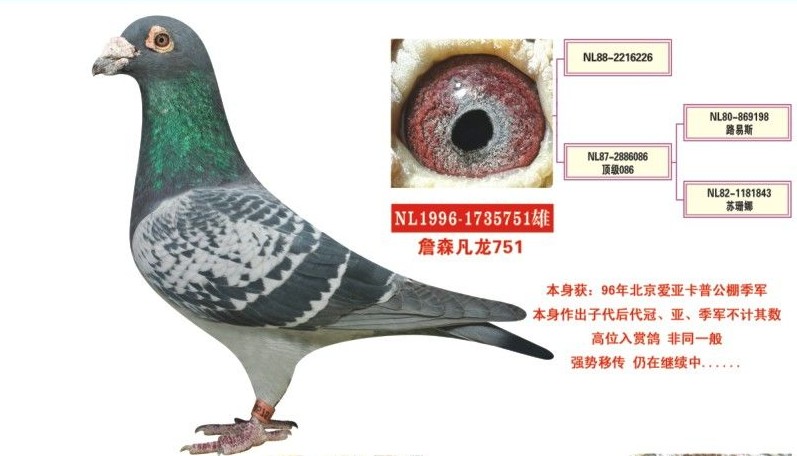 父亲传奇种鸽宙斯75