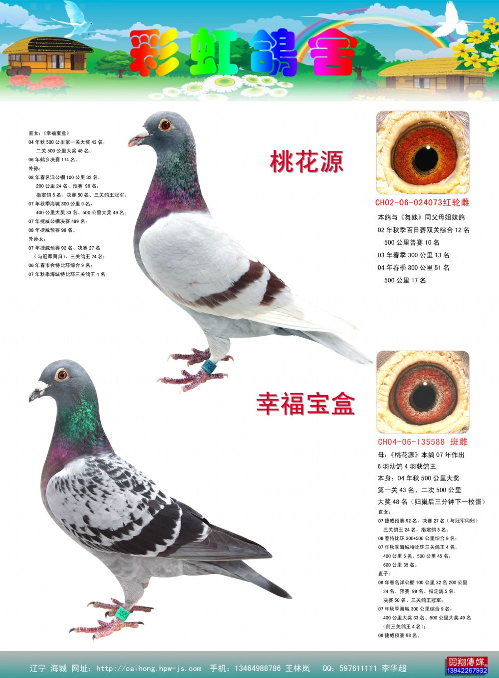 彩虹鸽刊44