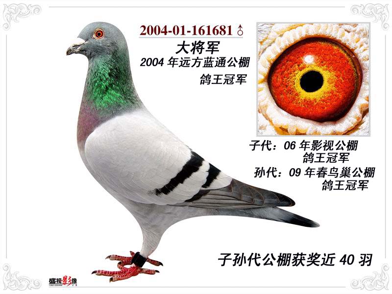 大将军直子_哈尔滨明辉鸽舍_ ag188.com爱鸽商城_中信网