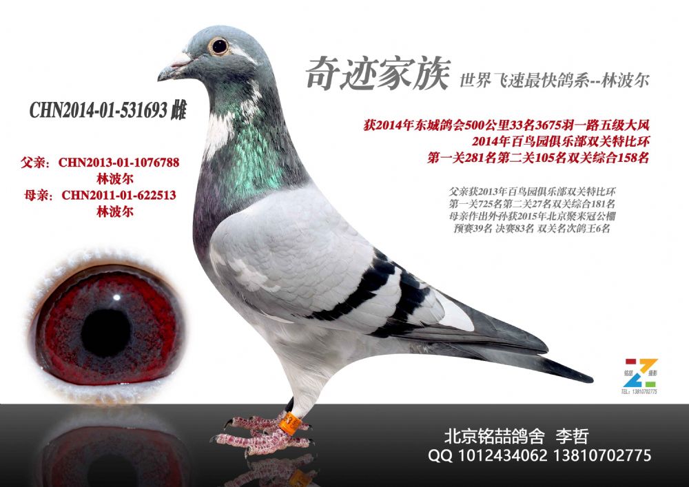 林波尔雌_北京铭喆鸽舍-中信网爱鸽商城