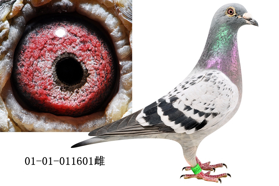 哈贝尼斯金母近亲孙女_北京高东星鸽舍-中信网爱鸽商城