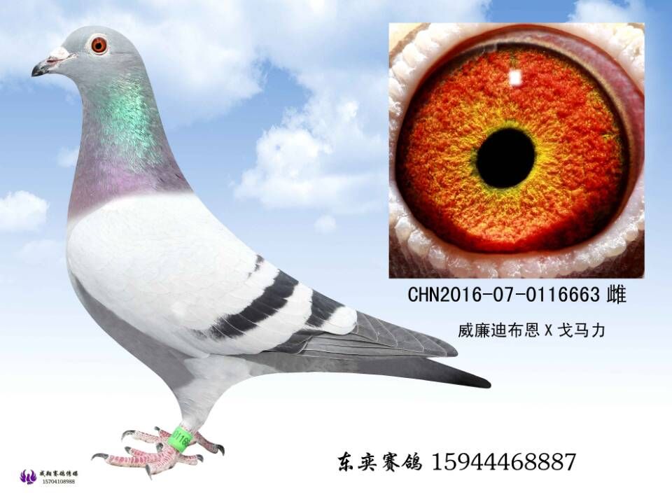 qq图片20171218100529