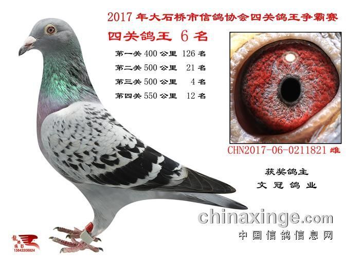 2017四关鸽王6名-文冠鸽业-中信网爱鸽商城