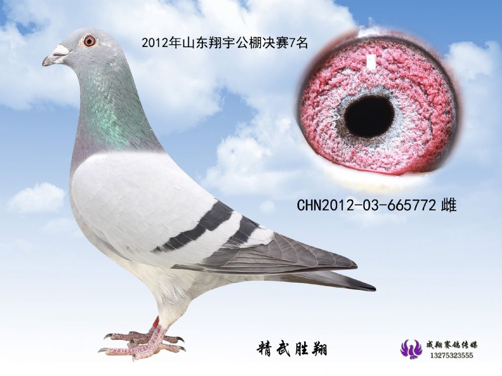 翔宇公棚决赛7名