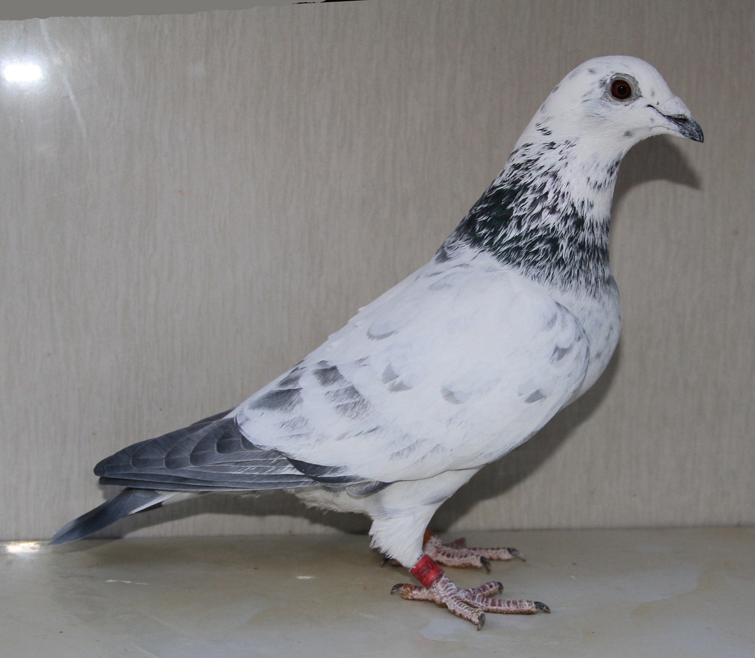 com爱鸽商城_中国信鸽信息网