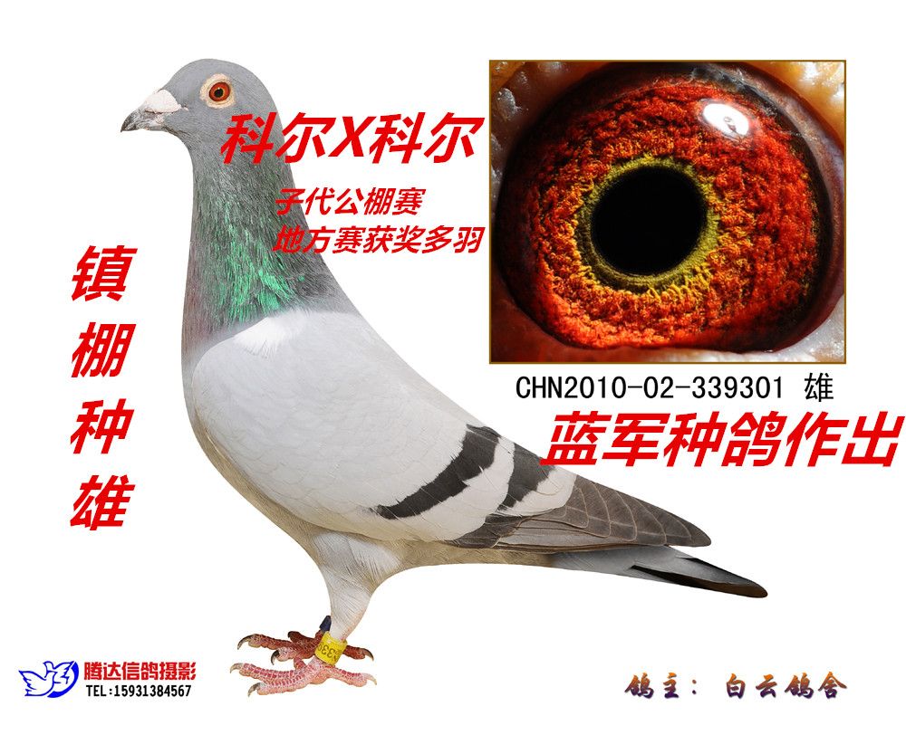 339301_副本