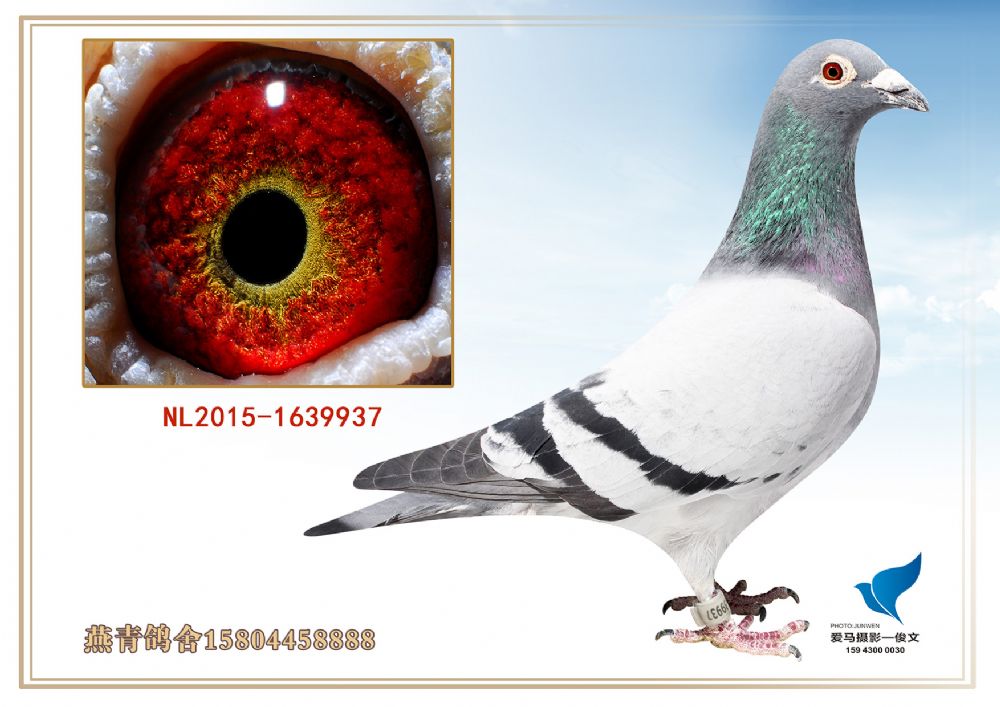 nl2017-1639937