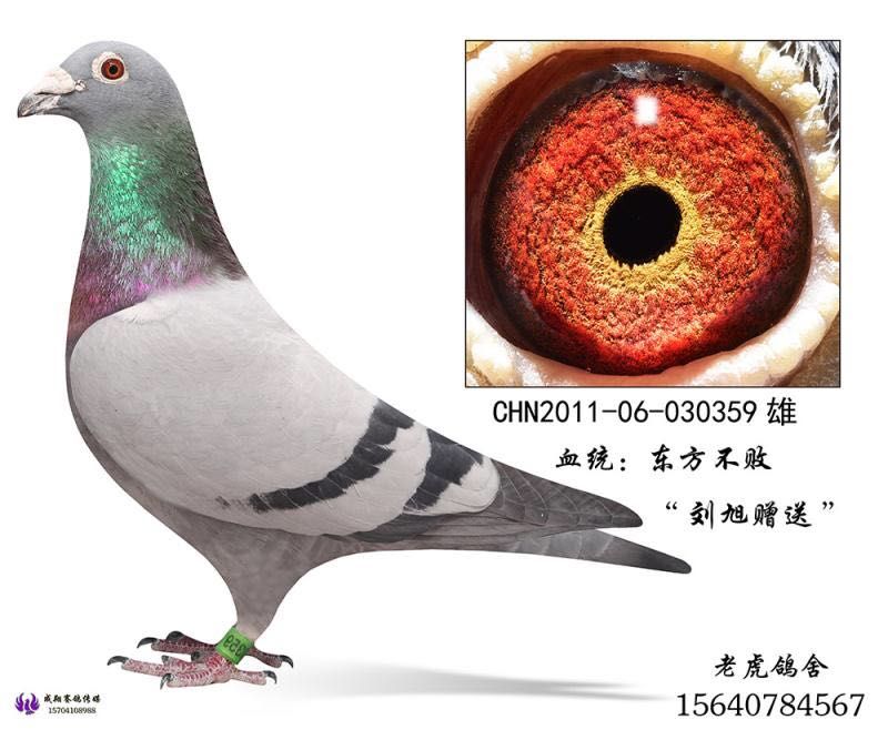 24_辽宁营口老虎鸽舍_ag188.com爱鸽商城_中国信鸽信息网