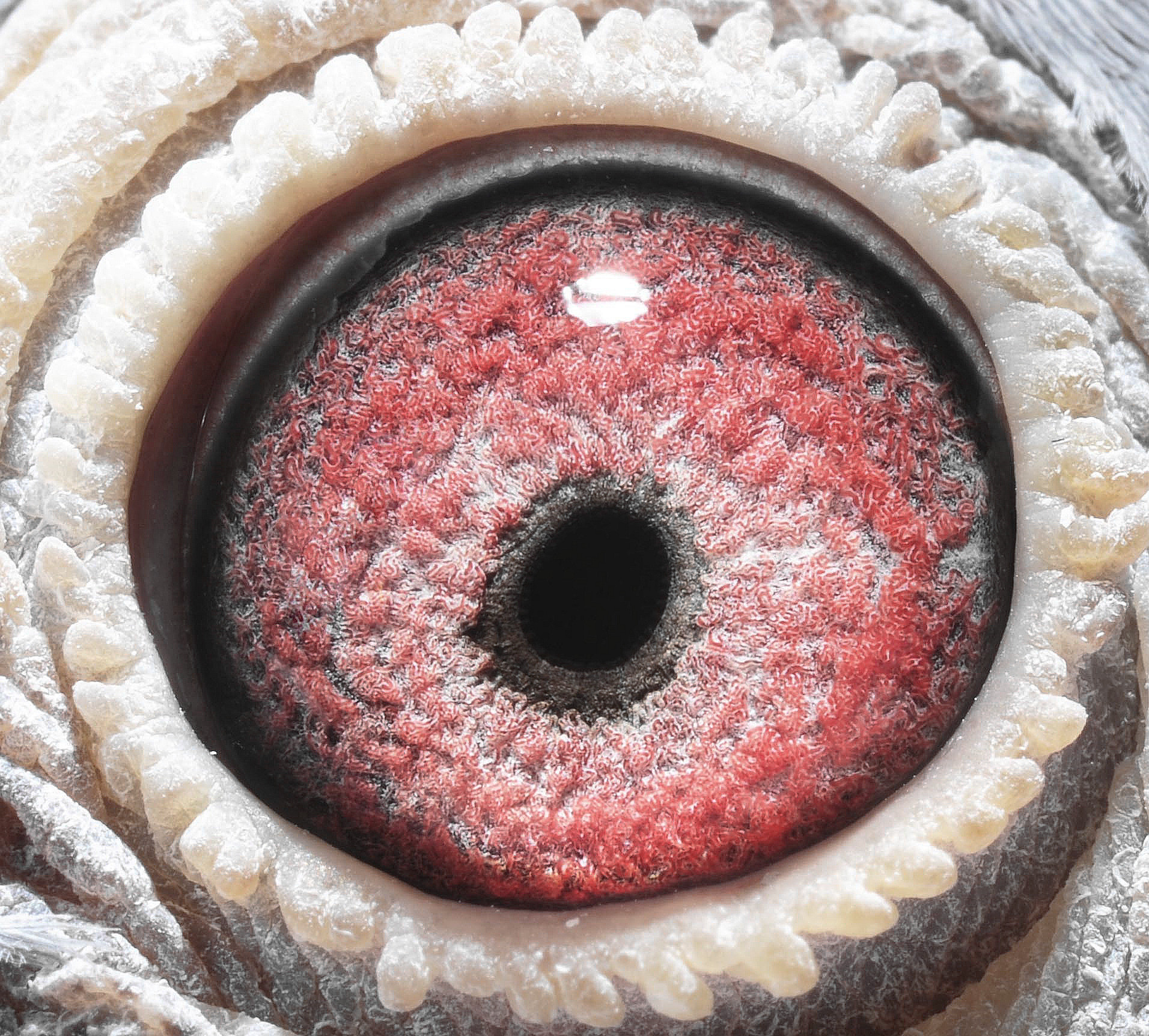 17年北京惠翔公棚决赛69名叔叔