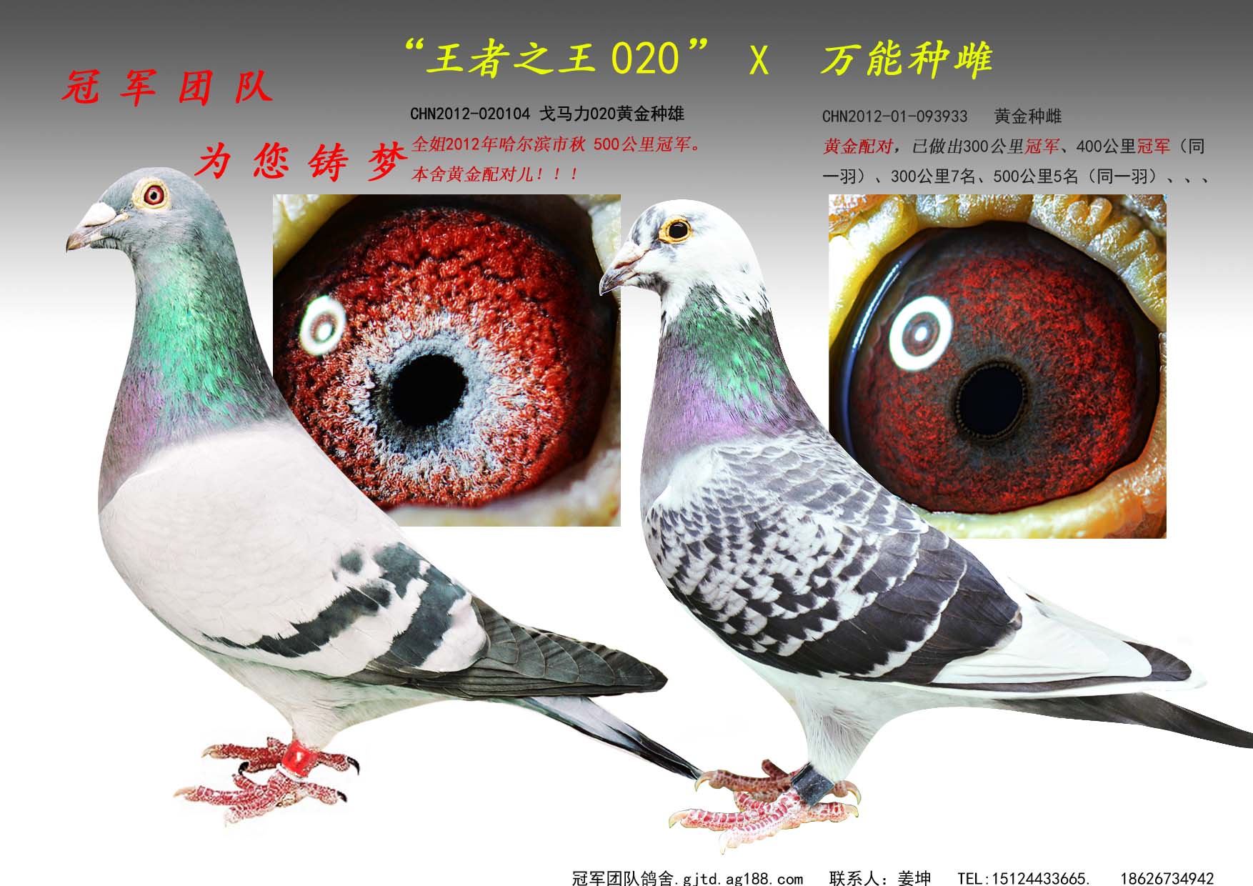 雌鸽父母