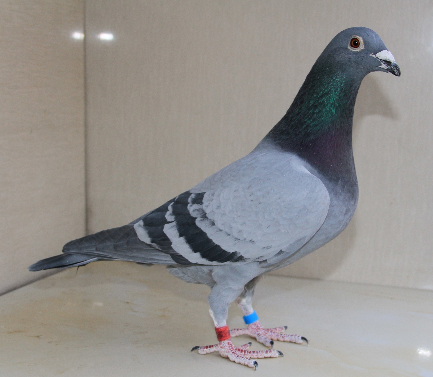 【英格斯178直孙】