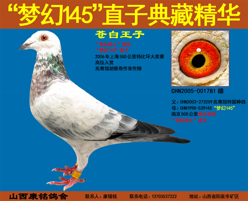 "梦幻145"直子苍白王子 - 山西康铭鸽舍