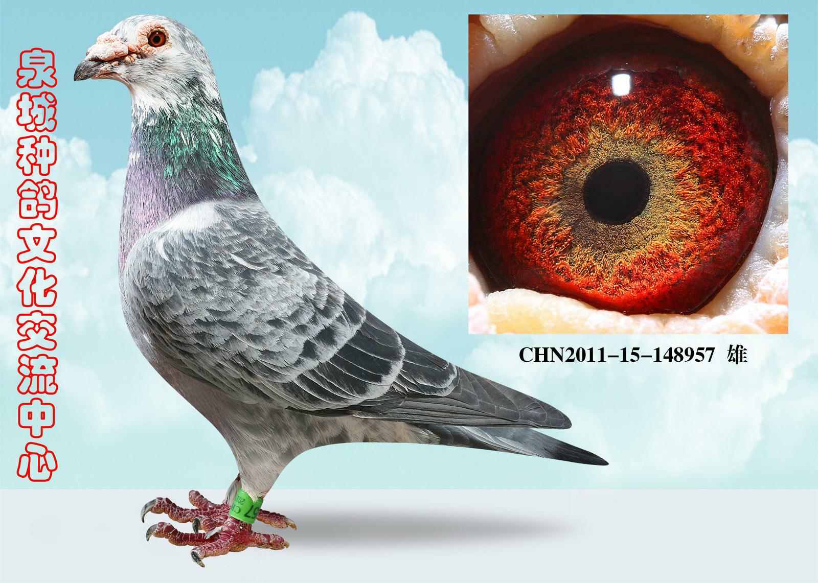 吐尼尔黄金种雄