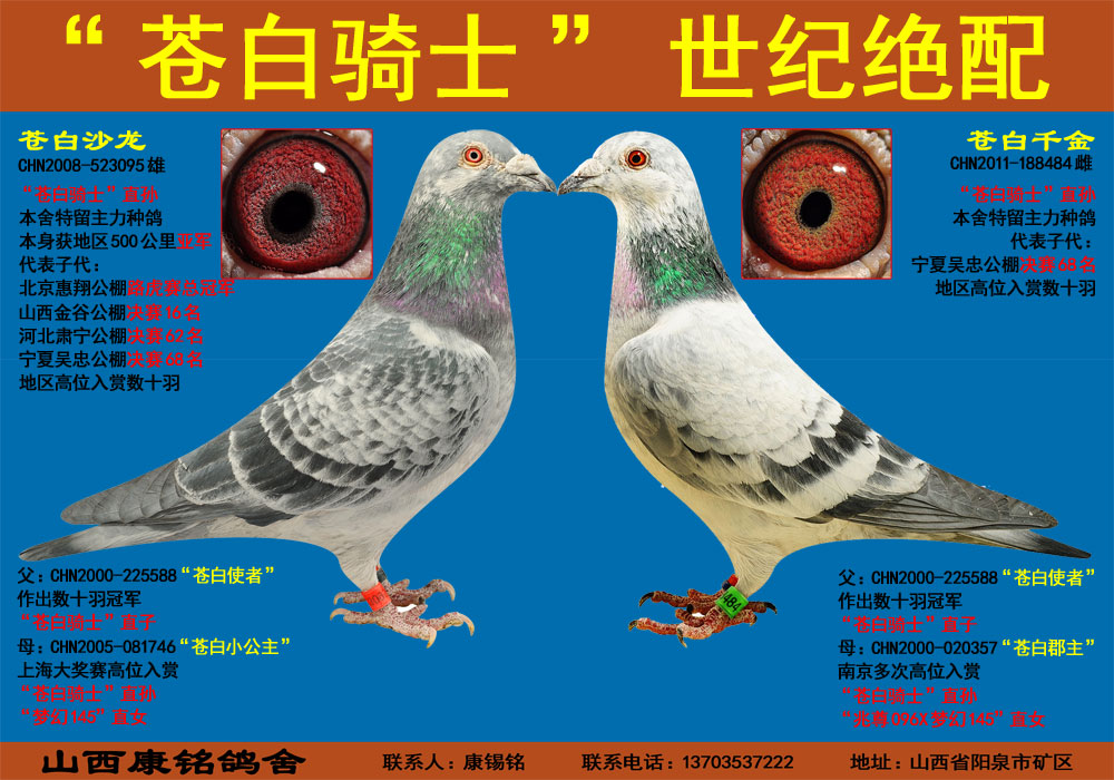 信鸽特征编 号:539348鸽 名:"苍白骑士"世纪绝配(三)羽 色:--收 藏:2