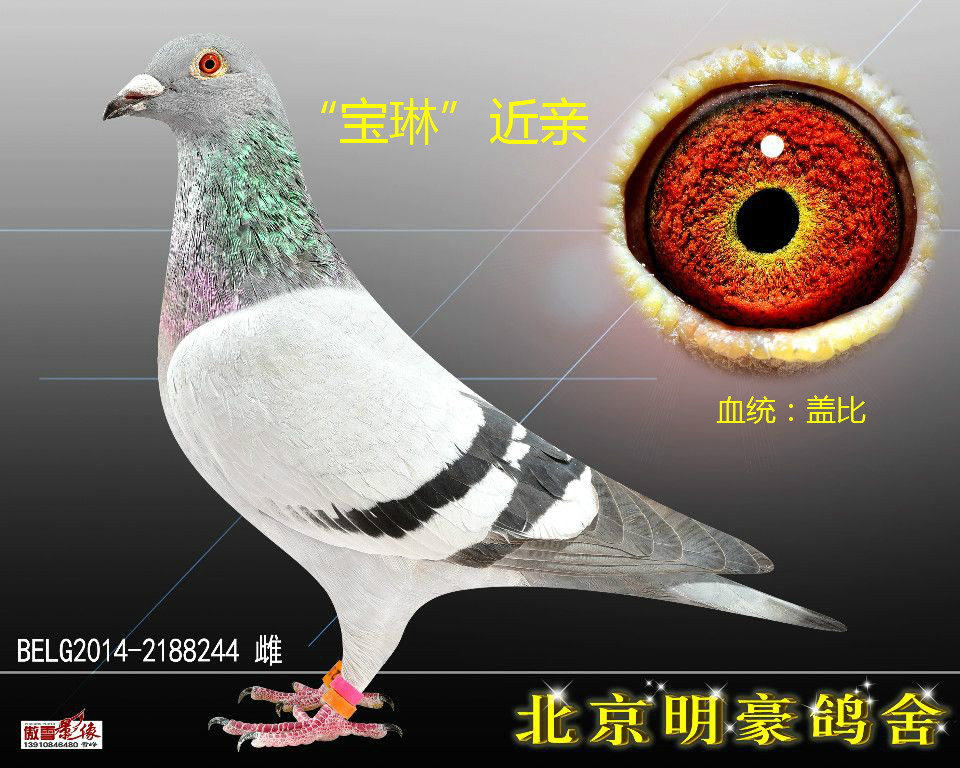 "宝琳"近期-北京明豪鸽舍-中信网爱鸽商城