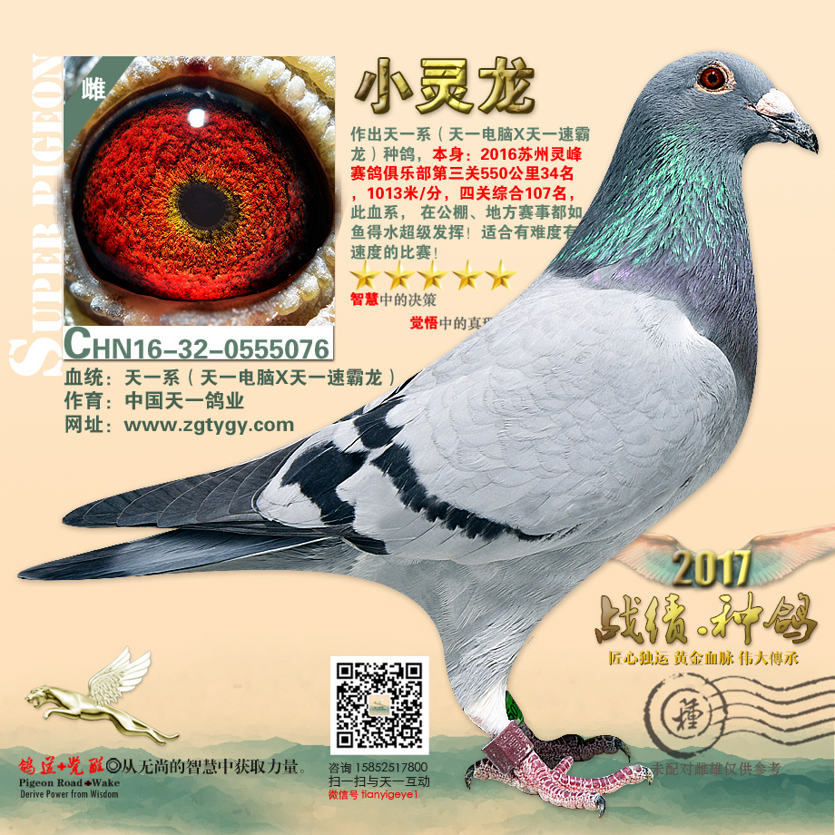 小灵龙