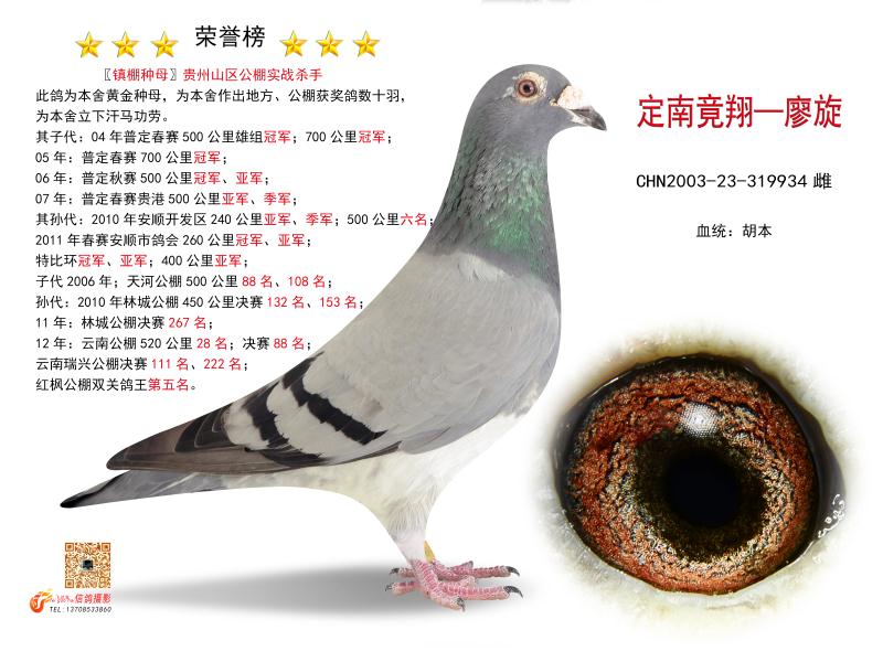 胡本-定南赛鸽-中信网爱鸽商城