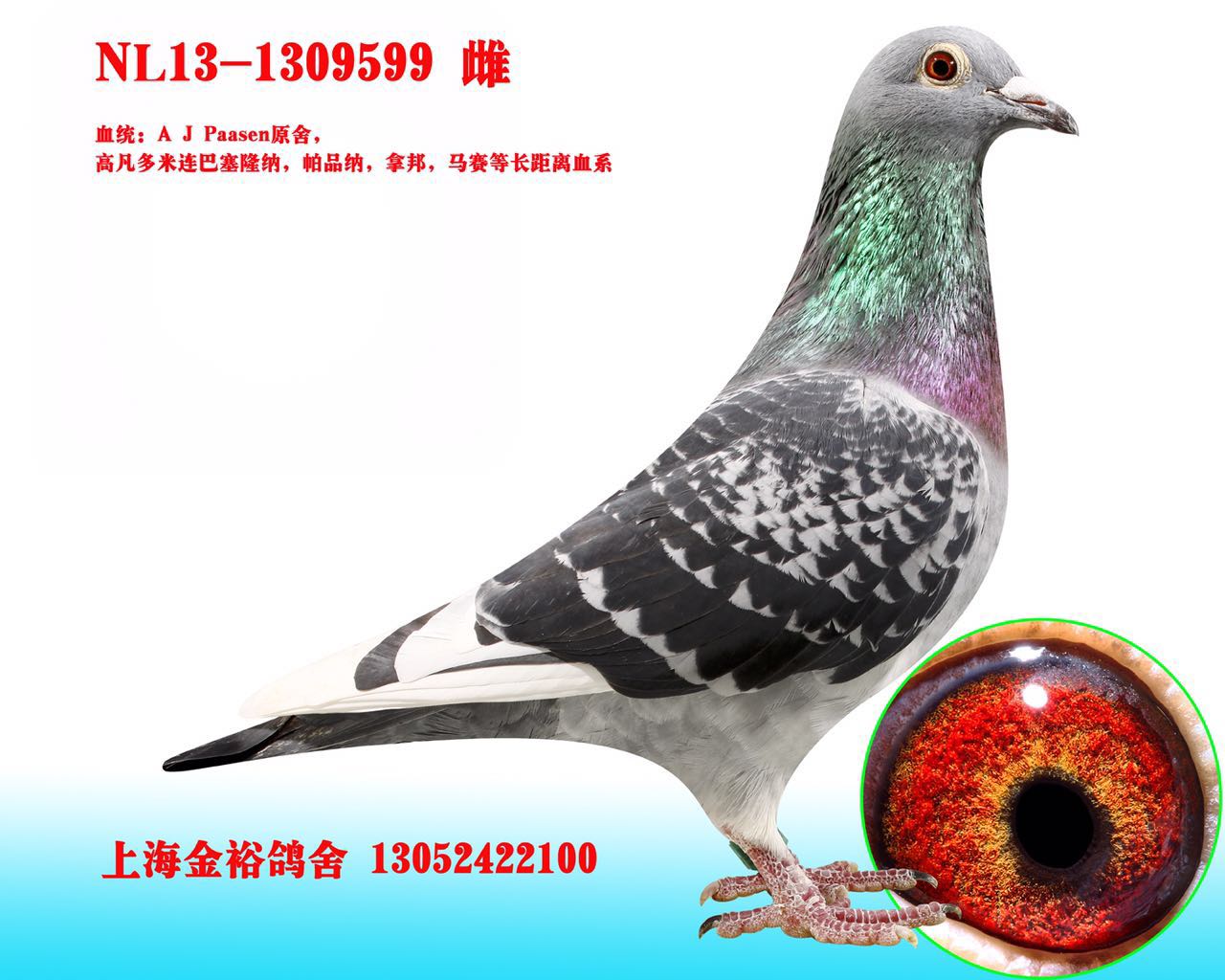 j.passen长距离鸽系-上海金裕鸽舍-中信网爱鸽商城