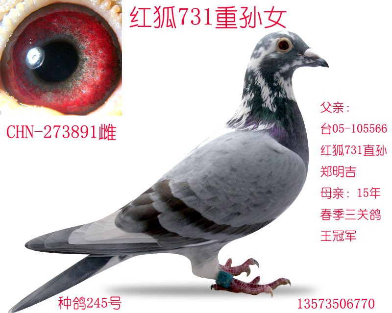 红狐731重孙女-宝霞鸽舍-中信网爱鸽商城