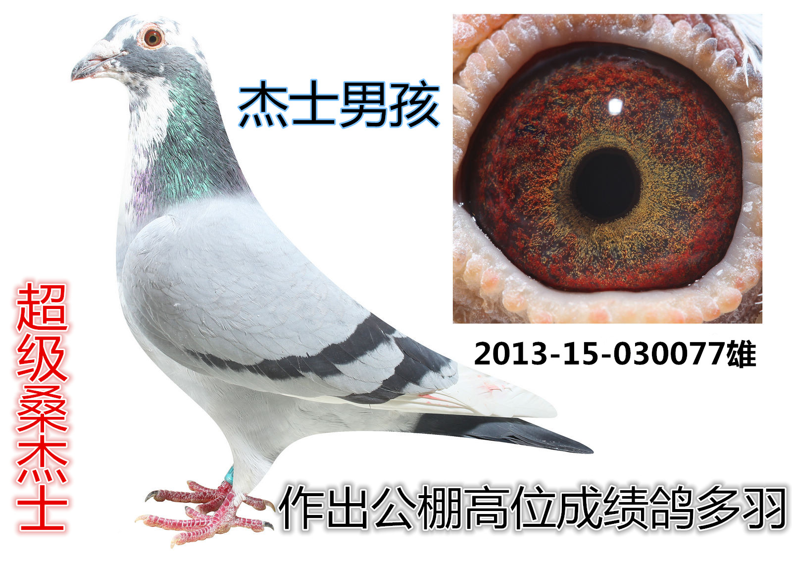 桑杰士杰士男孩-唯一鸽舍-中信网爱鸽商城