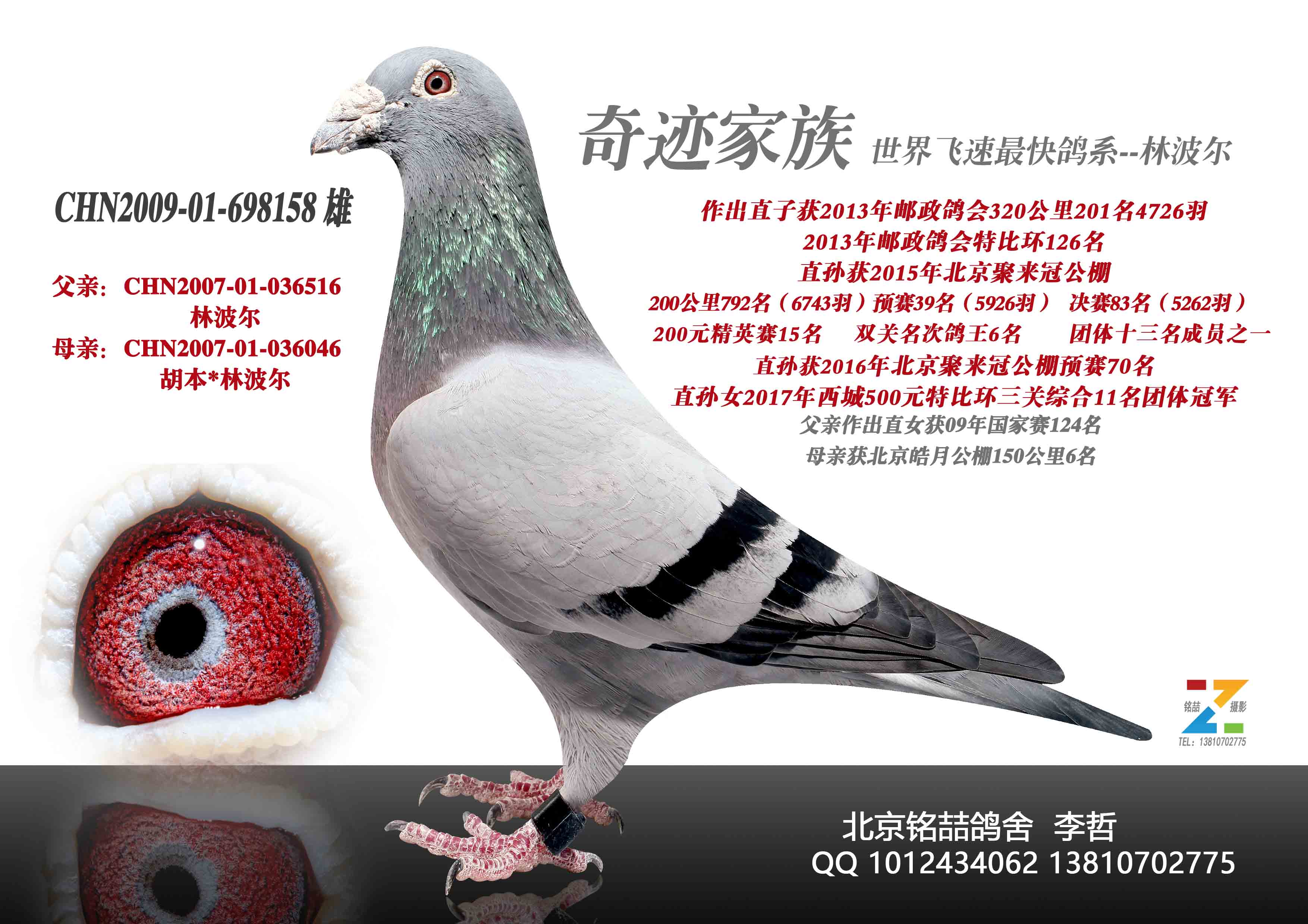 台湾林基生种鸽图片